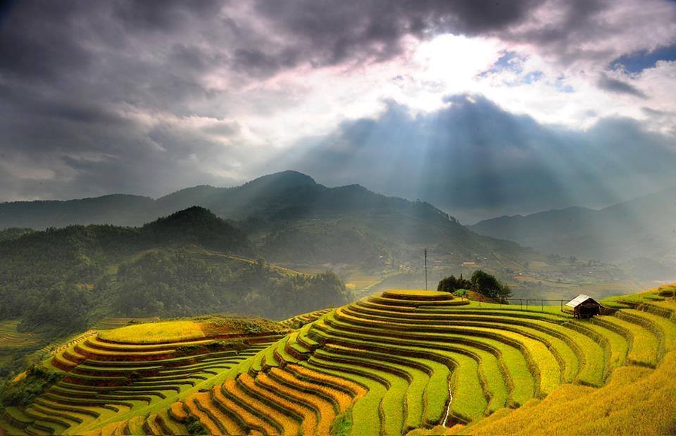 Mu Cang Chai terrace rice field in the Harvest time